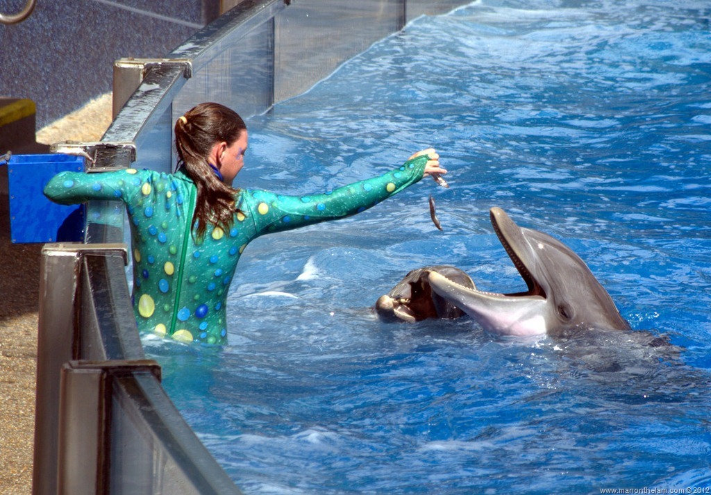 Trainer-feeding-dolphins-SeaWorld-Orlando-Florida-Aeroplan-Welcome
