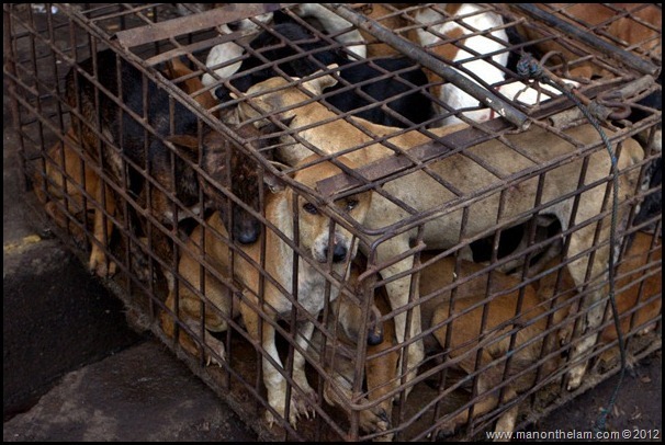Dogs crammed in a cage awaiting slaughter Tomohon Traditional Market, Tomohon, North Sulawesi, Indonesia