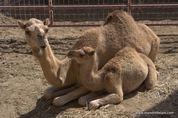 Camel mother and baby camel