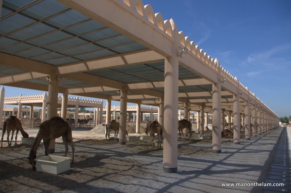 Janabiya Royal Camel Farm Bahrain 2