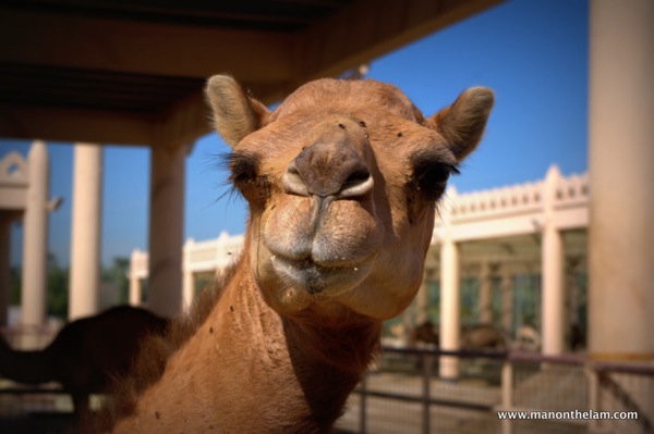Janabiya Royal Camel Farm Bahrain 3