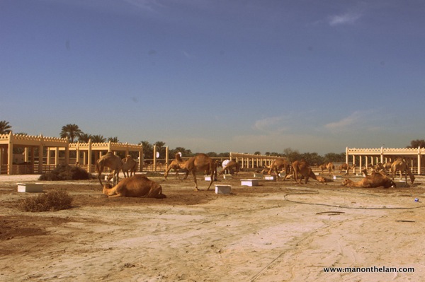 Janabiya Royal Camel Farm Bahrain 4