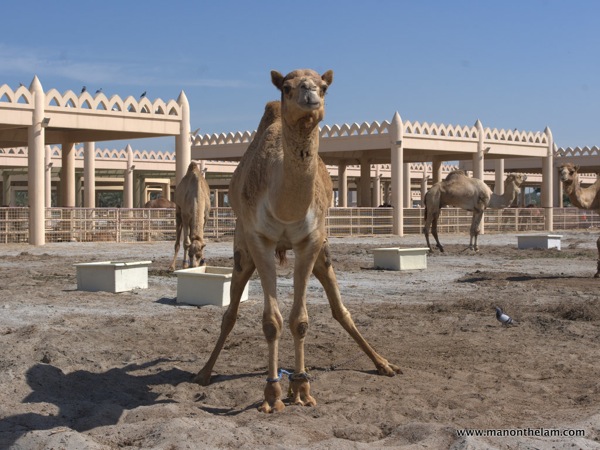 Janabiya Royal Camel Farm Bahrain 6