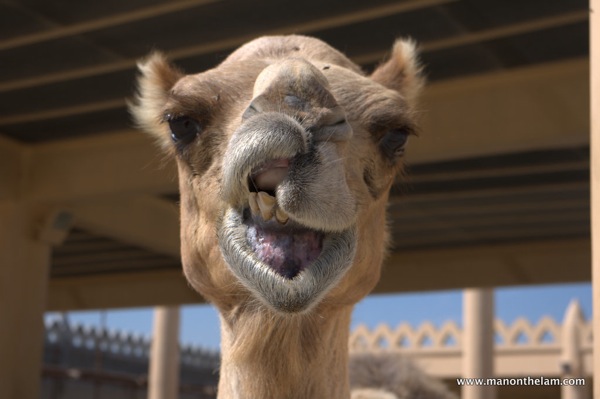 Snarling camel at Janabiya Royal Camel Farm Bahrain